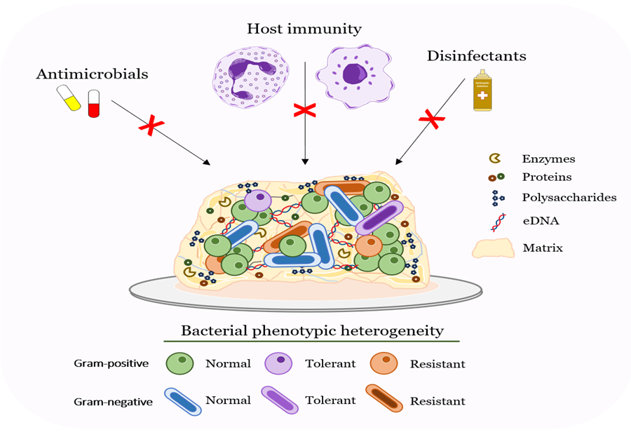 Biofilms in human and veterinary infections: a central link in one health frameworks thumbnail